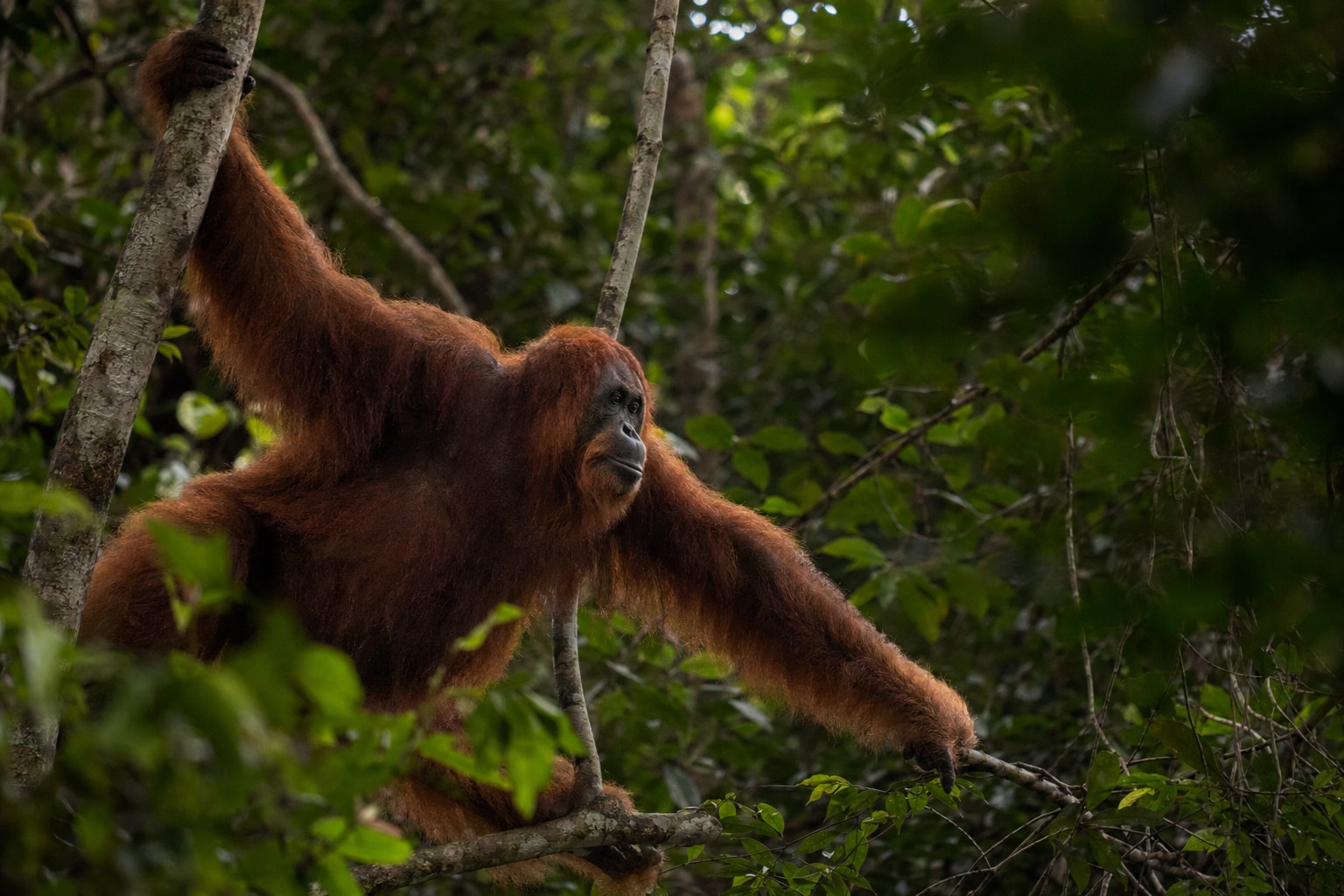 sumatran orangutan featured image