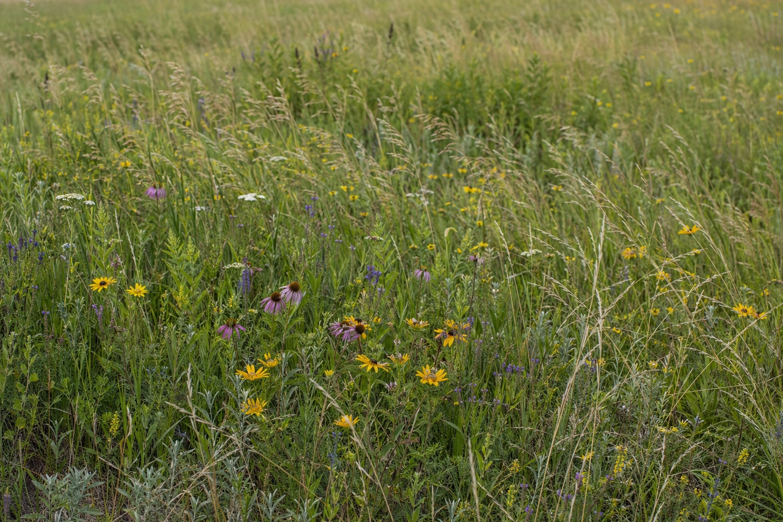 Temperate grassland featured image