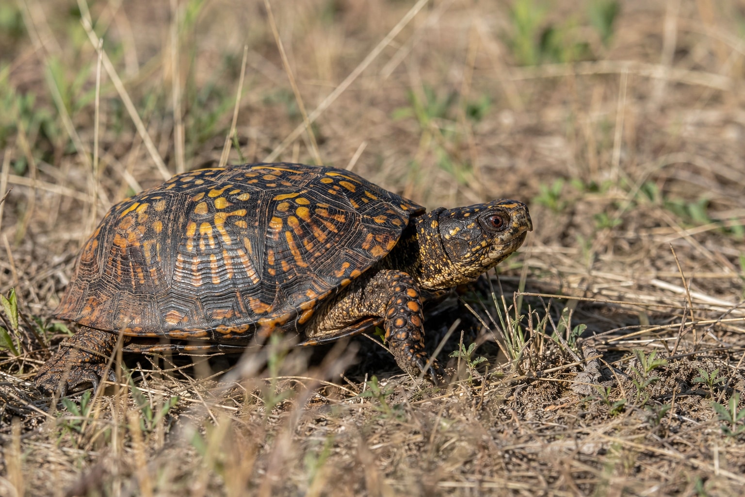 Texas Turtles featured image