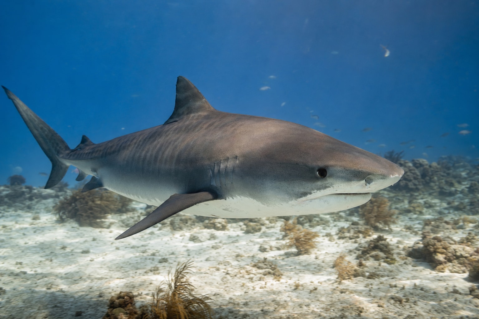 tiger shark vs great white shark featured image