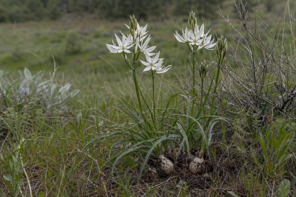 Toxic plants featured image