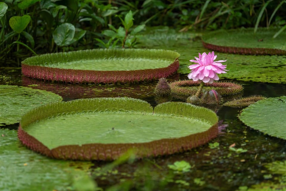 tropical rainforest plants featured photo