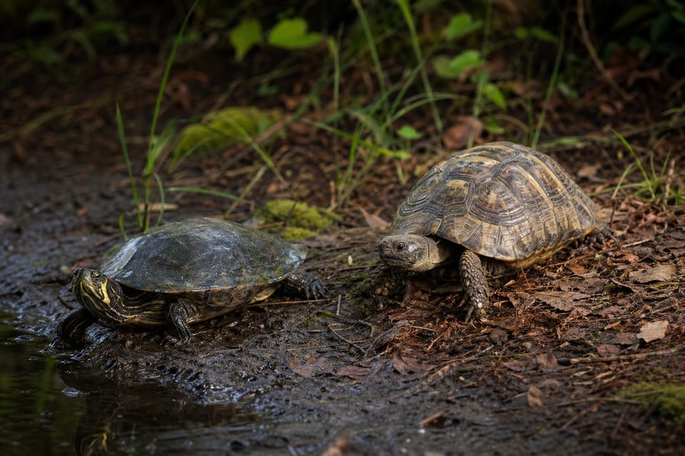turtle vs tortoise featured image