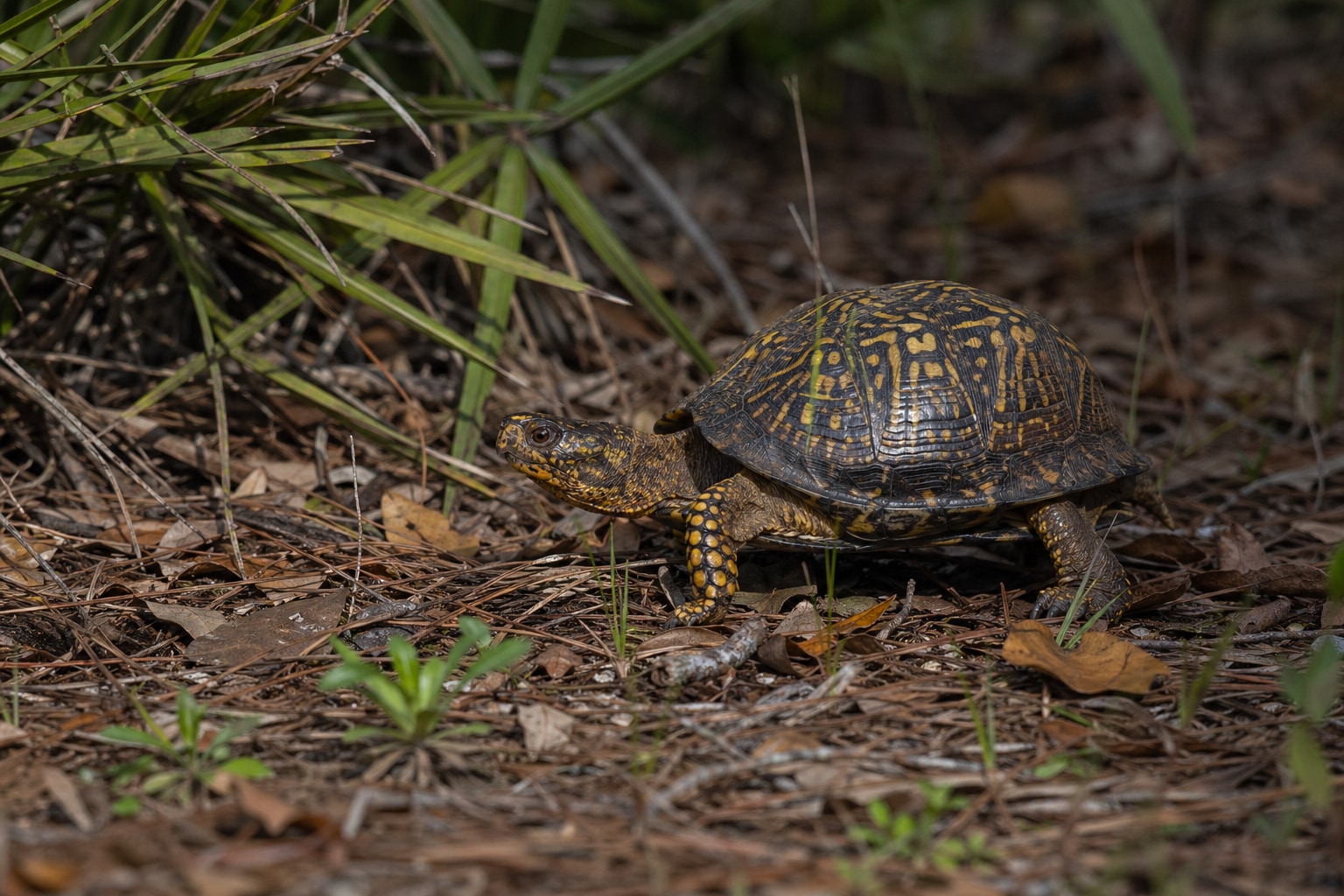 turtles in Florida Featured Image