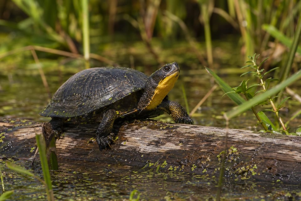 Turtles in Michigan featured image