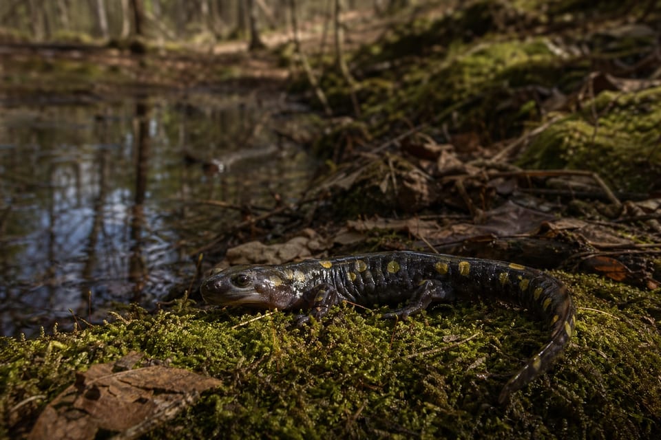 types of amphibians featured image