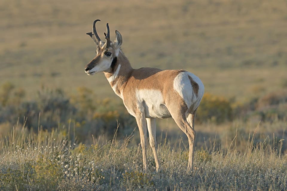 types of antelope featured image