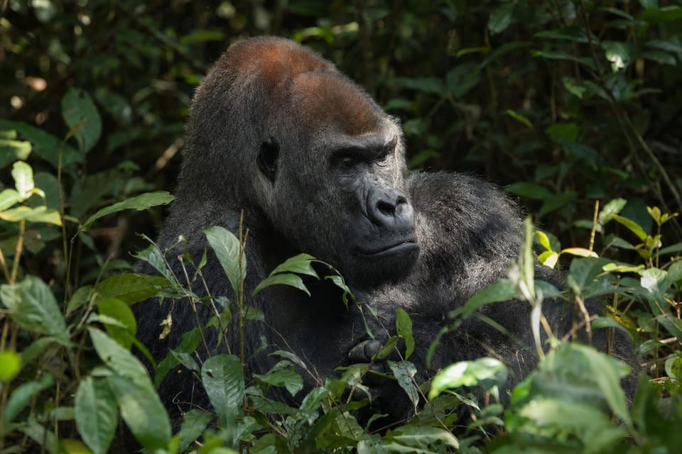 Types of apes featured photo