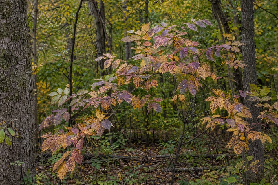 types of ash trees featured image