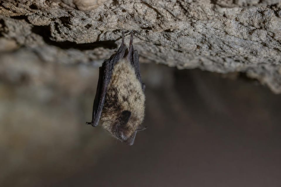 Types of bats featured photo