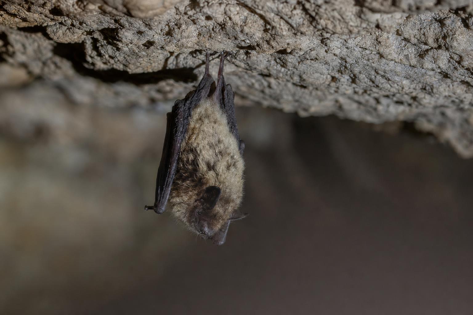 Types of bats featured photo