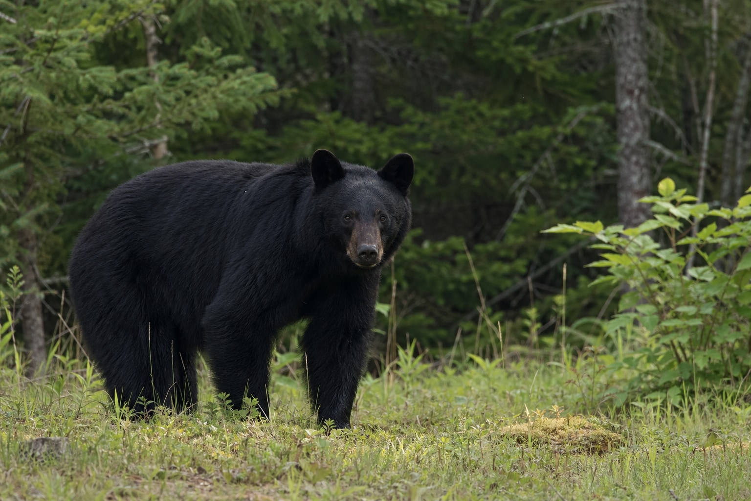 Types of bears featured image