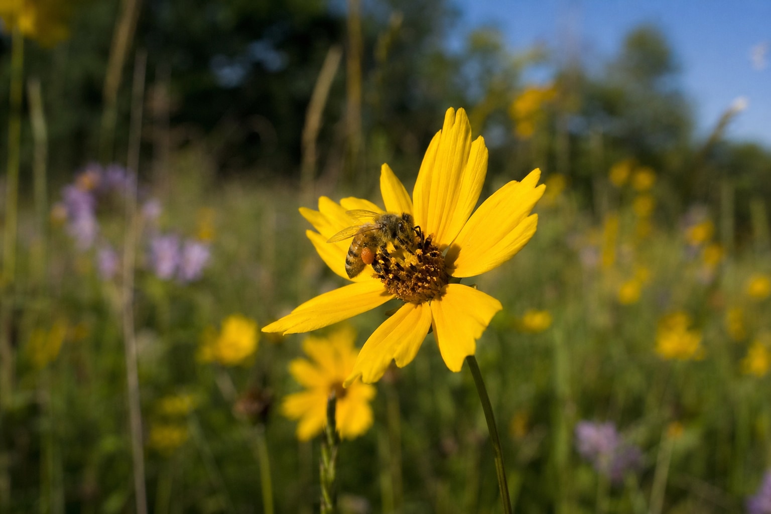 Types of bees featured image
