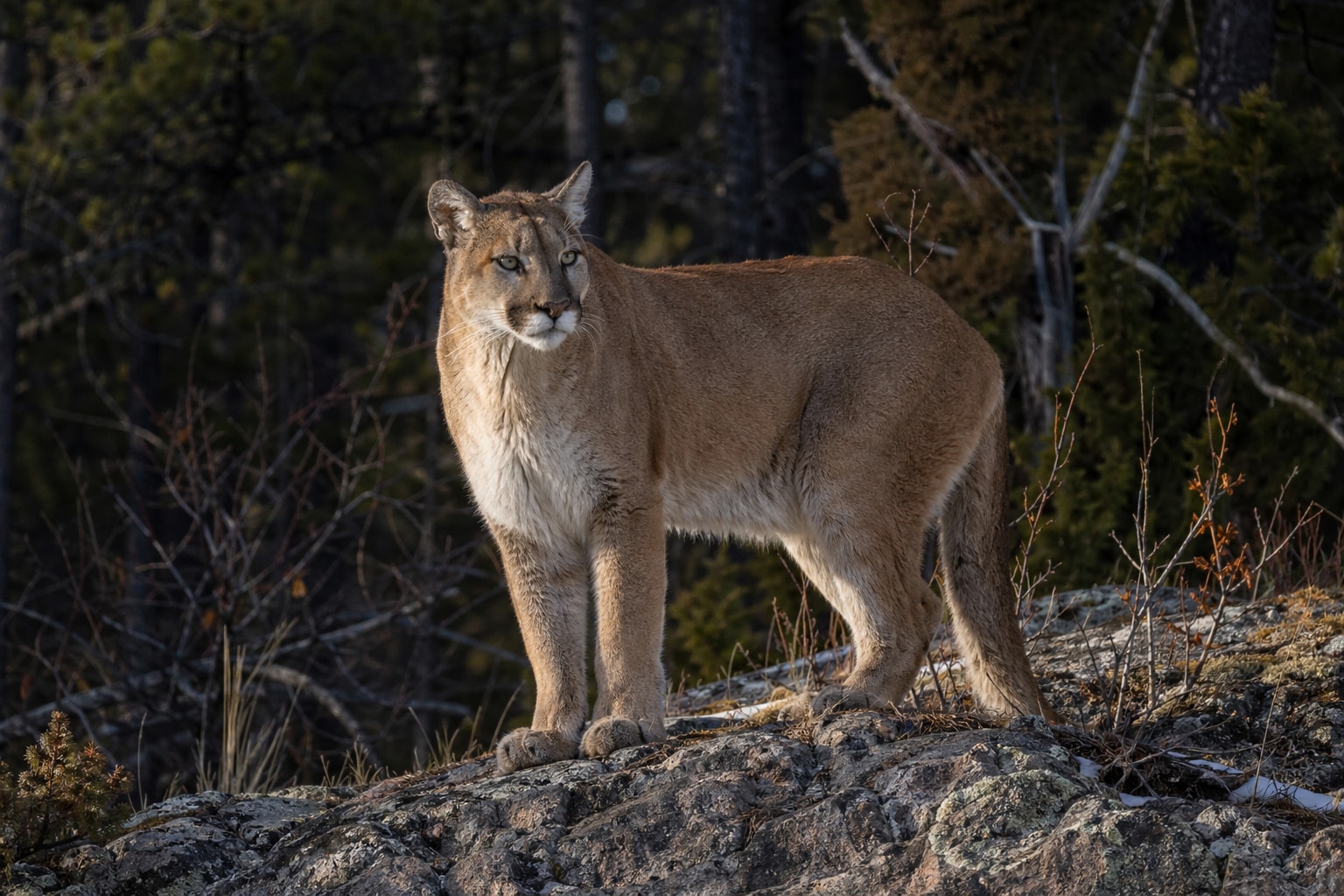 Types of big cats featured image