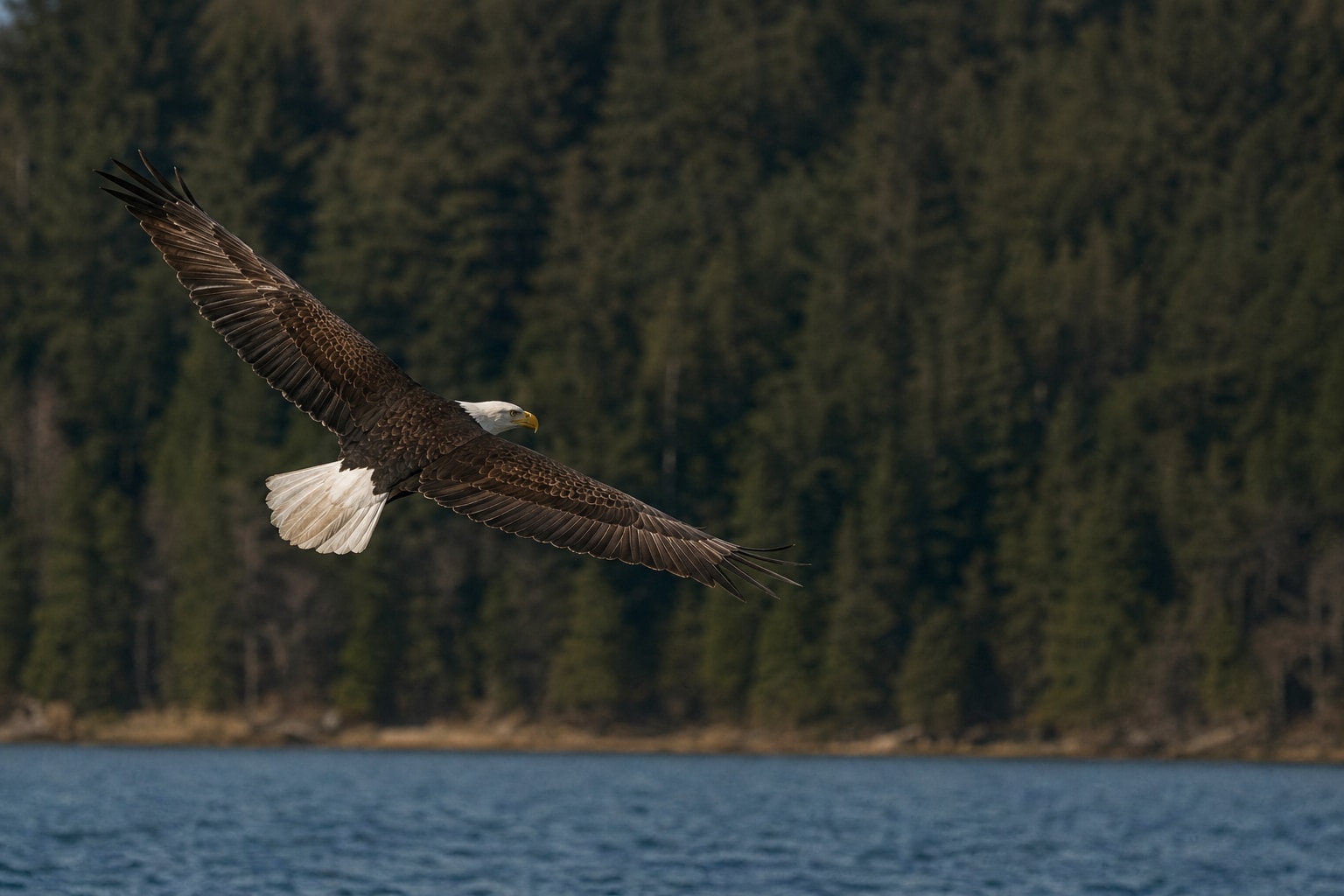 types of birds feature image