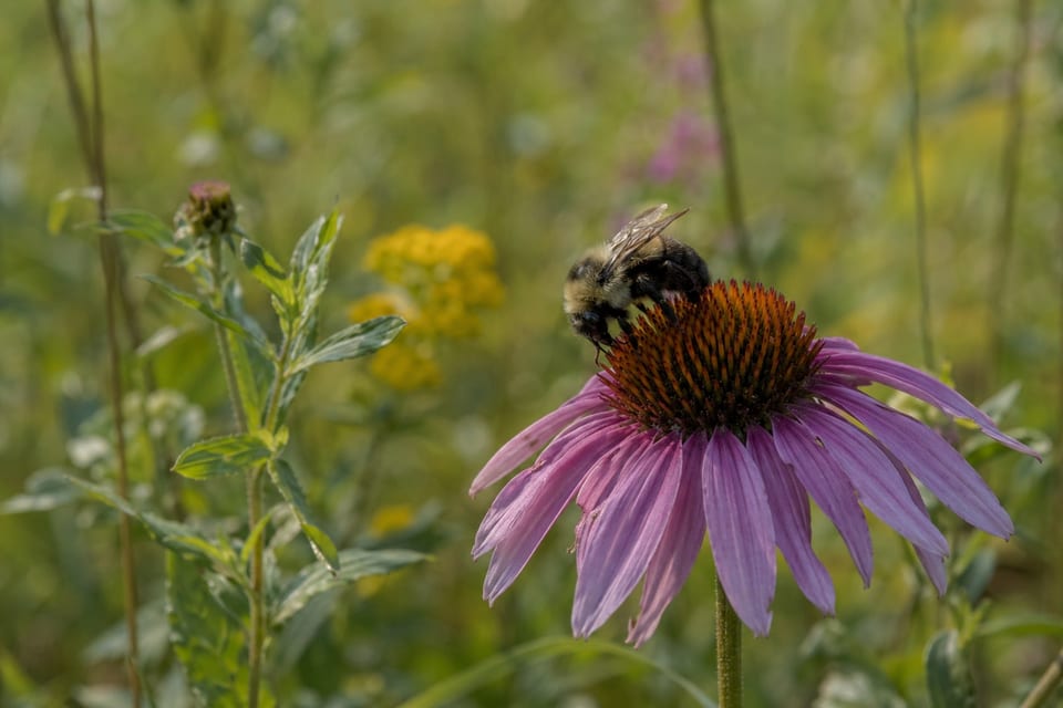 types of bumblebees featured image
