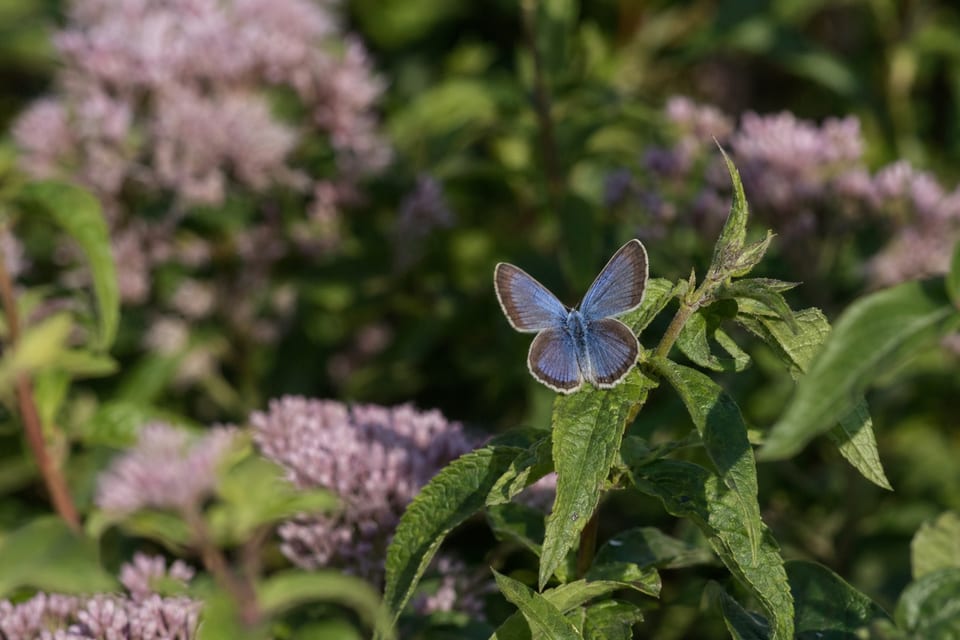 blue butterfly resting on leaves