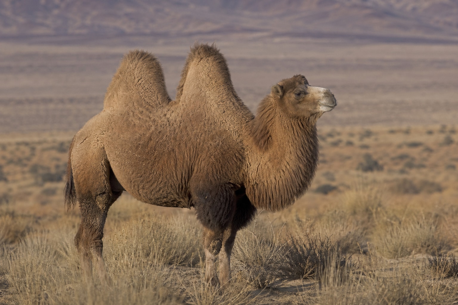 types of camels featured photo