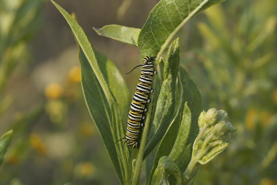 Types of caterpillars featured image