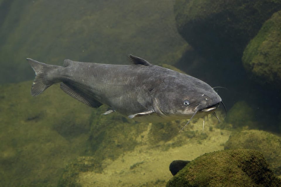 Types of catfish featured image