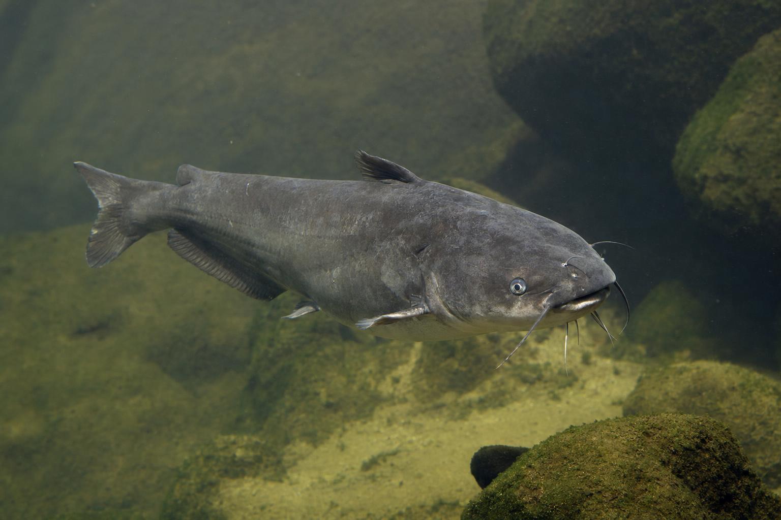 Types of catfish featured image