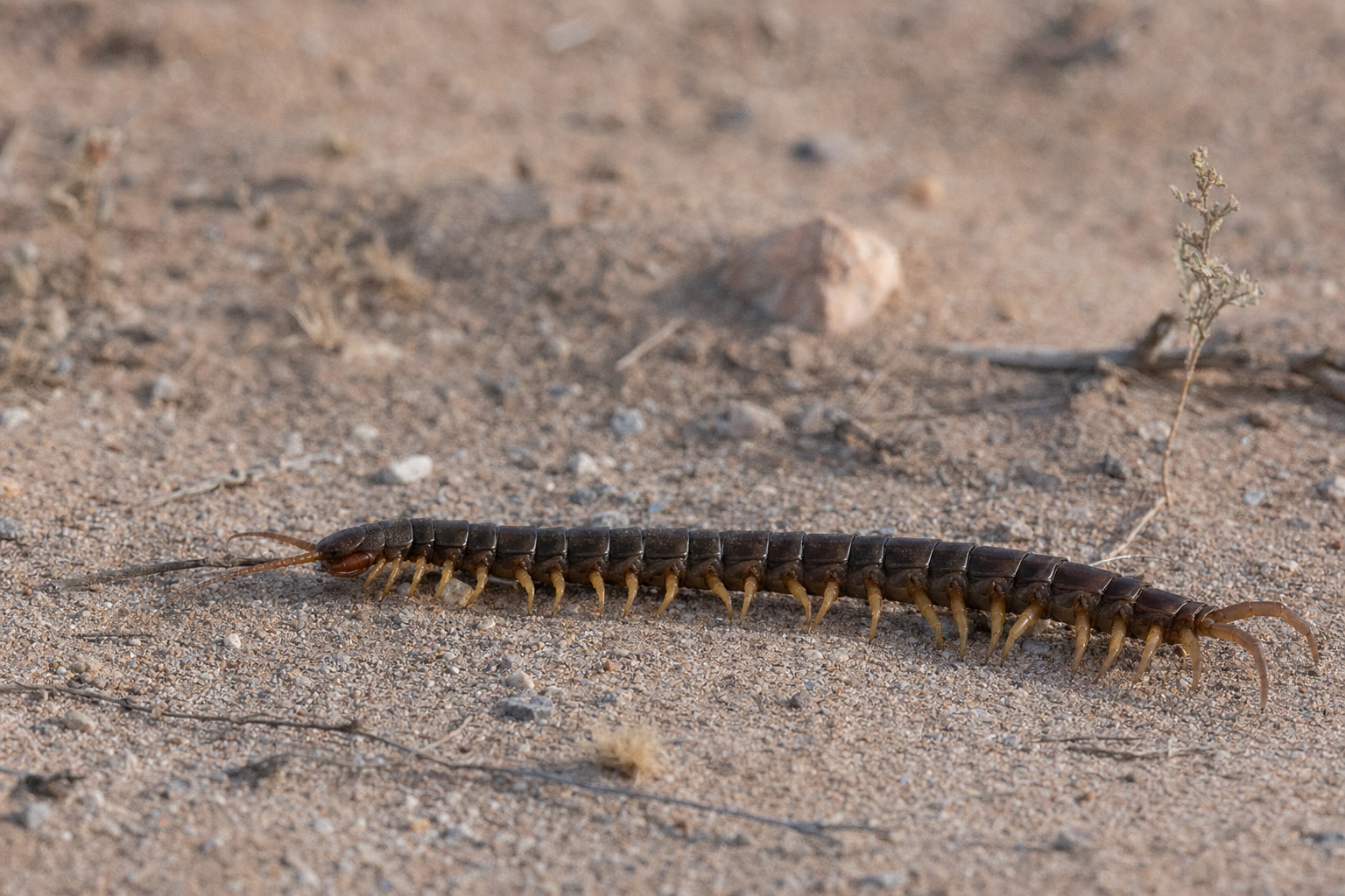 types of centipedes featured image
