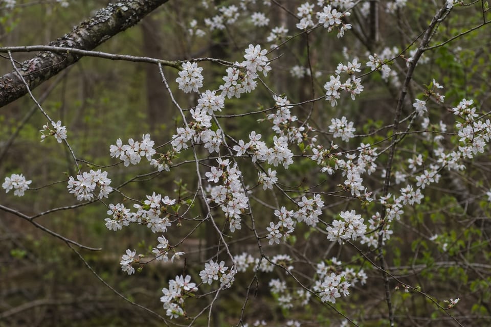 types of cherry trees featured image