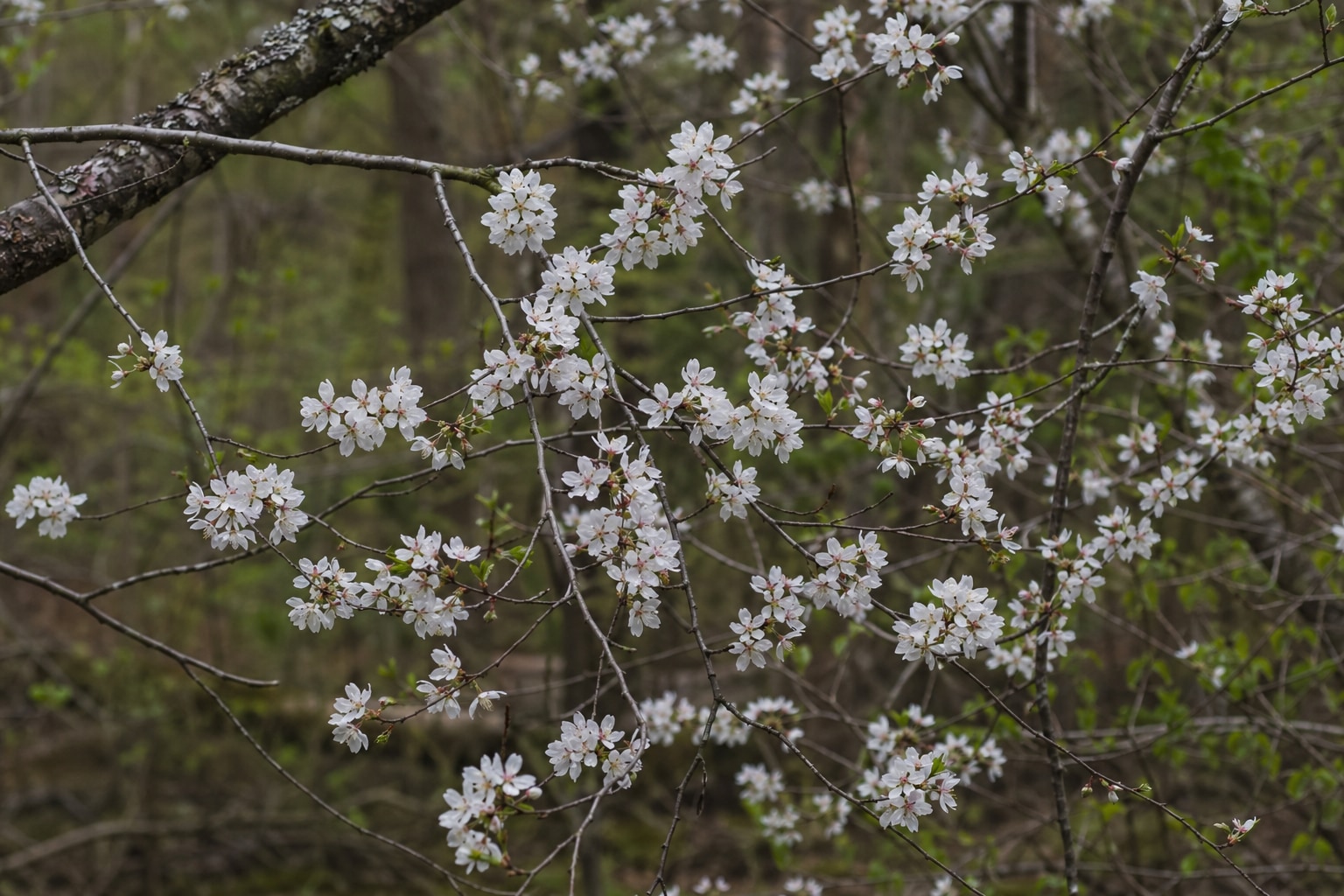 types of cherry trees featured image