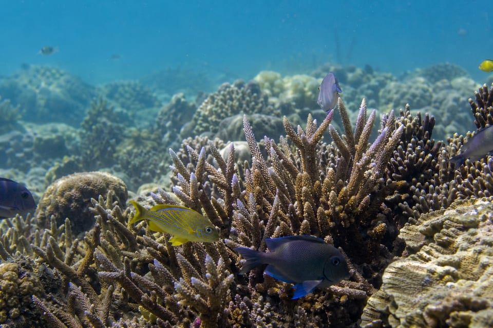 Types of corals featured image