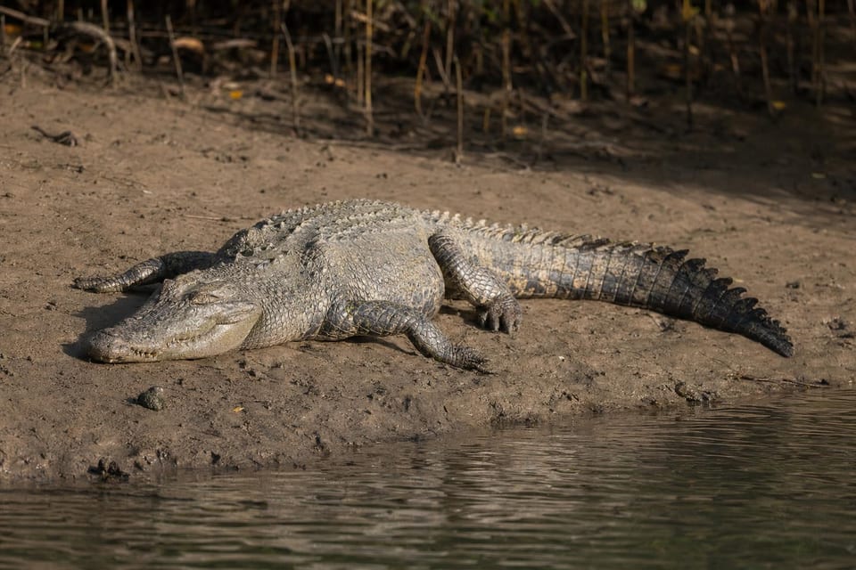 types of crocodiles featured photo