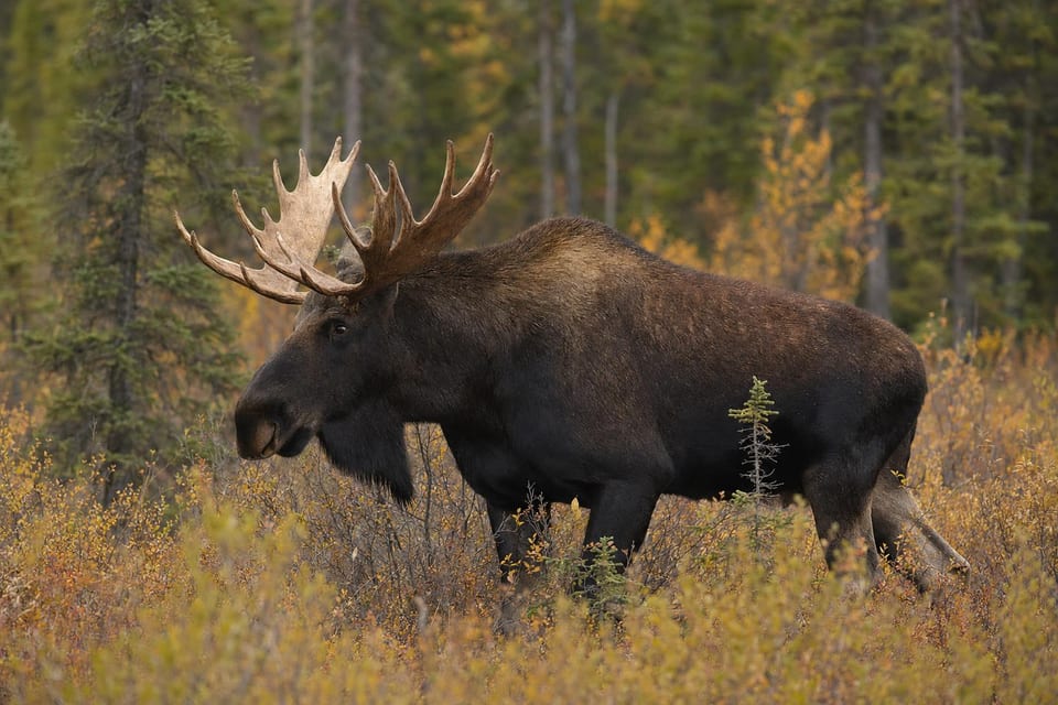 Types of deer featured image