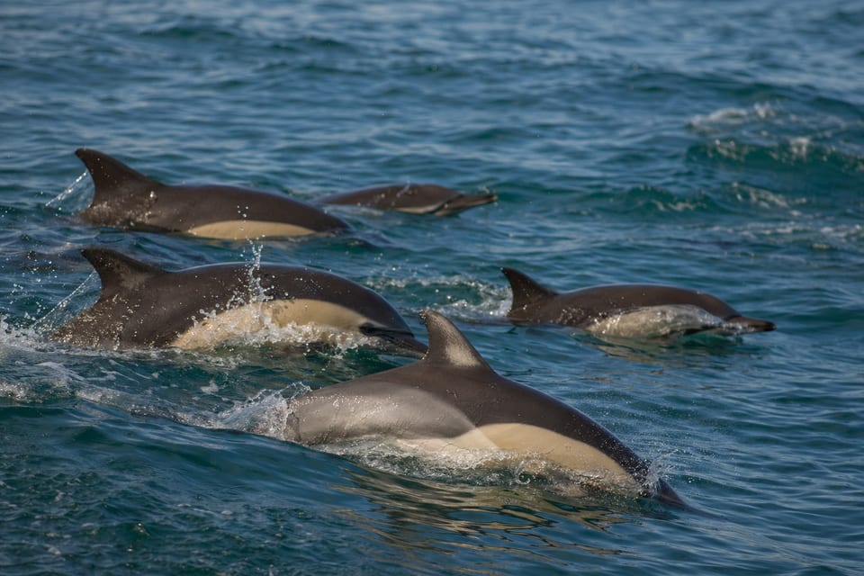 Types of dolphins featured image