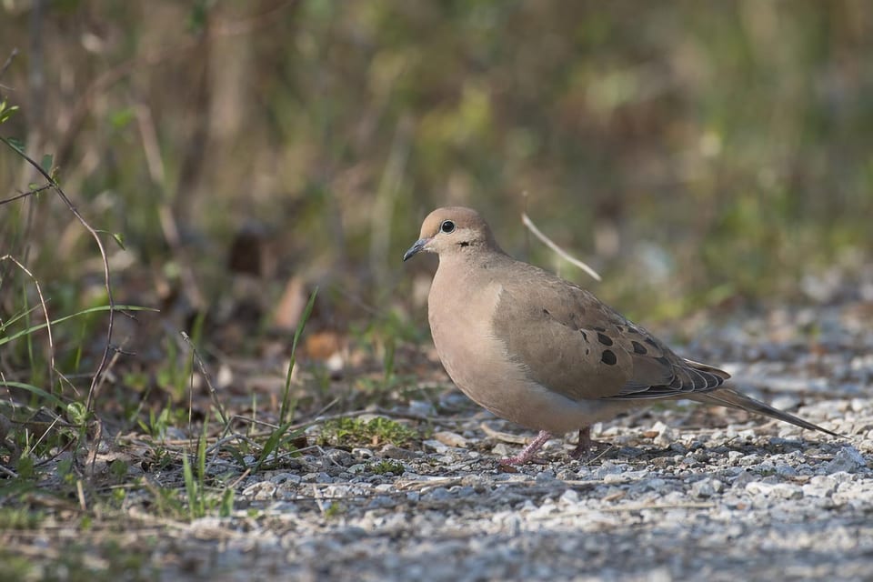 Types of doves featured photo