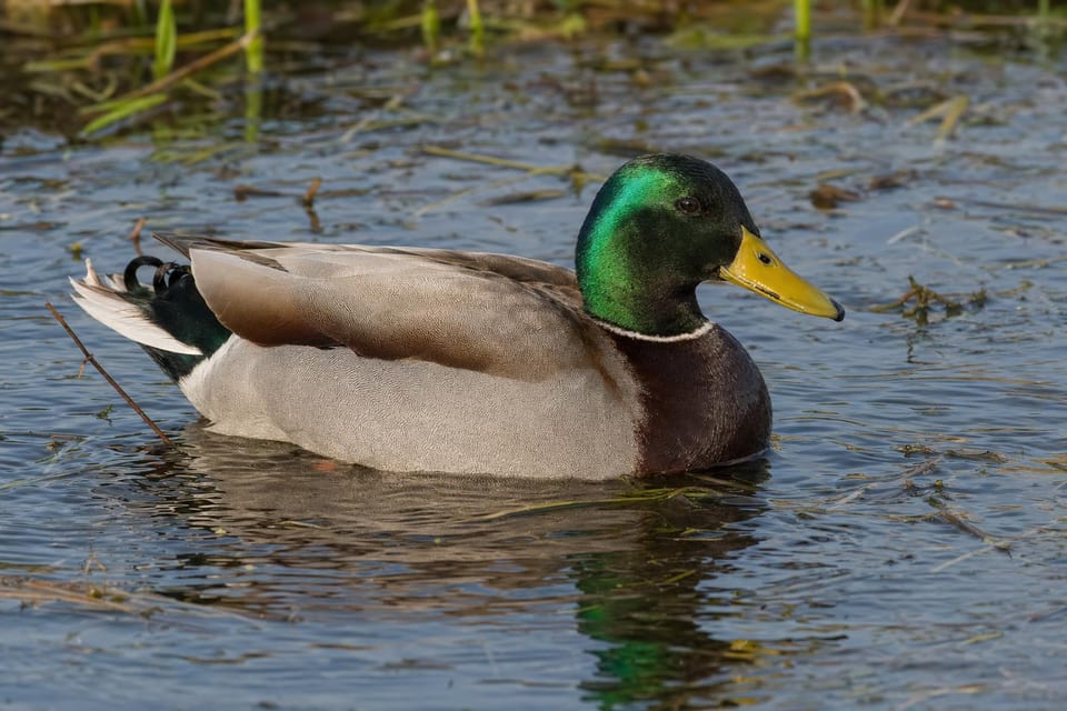 Types of Ducks Featured Photo