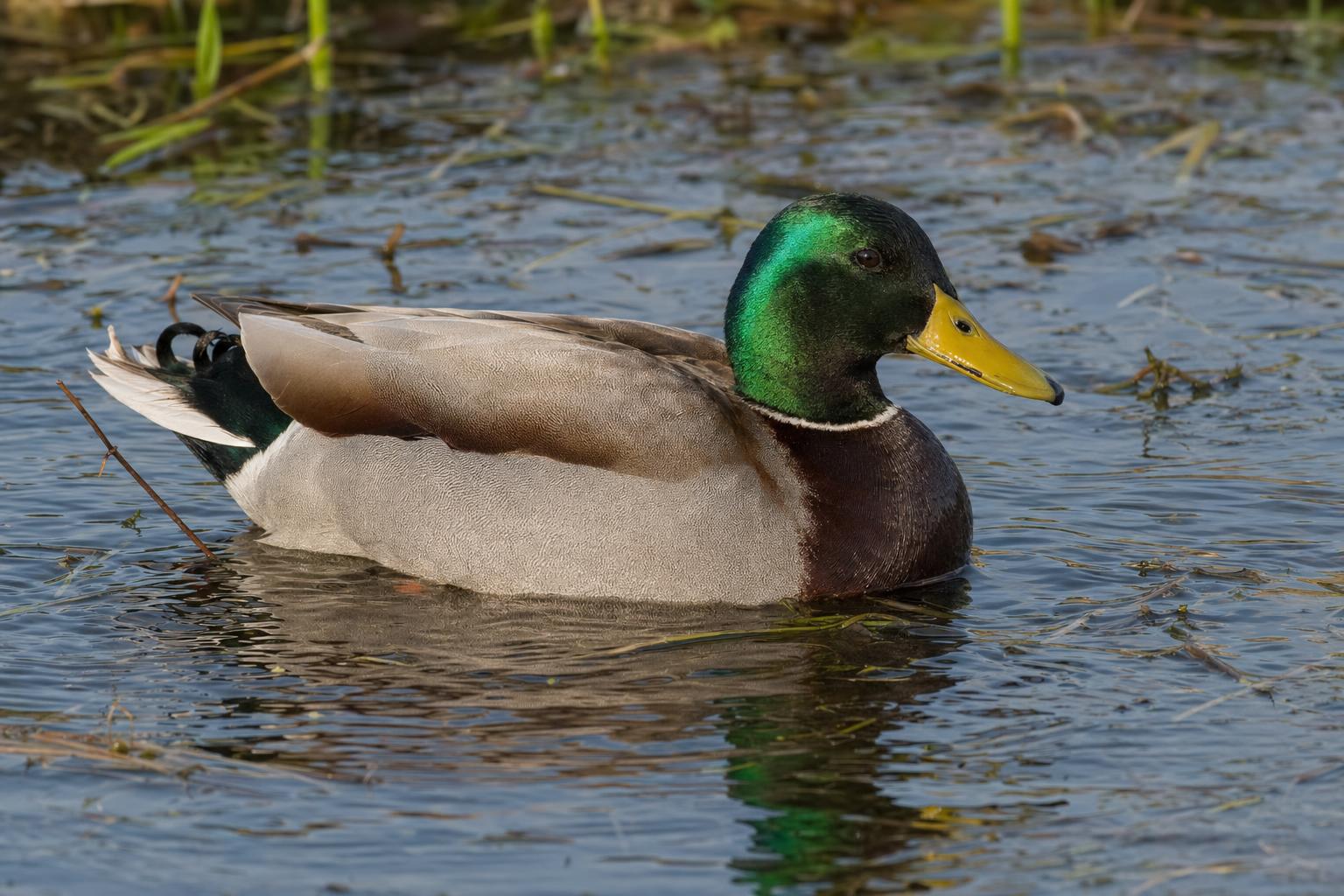 Types of Ducks Featured Photo