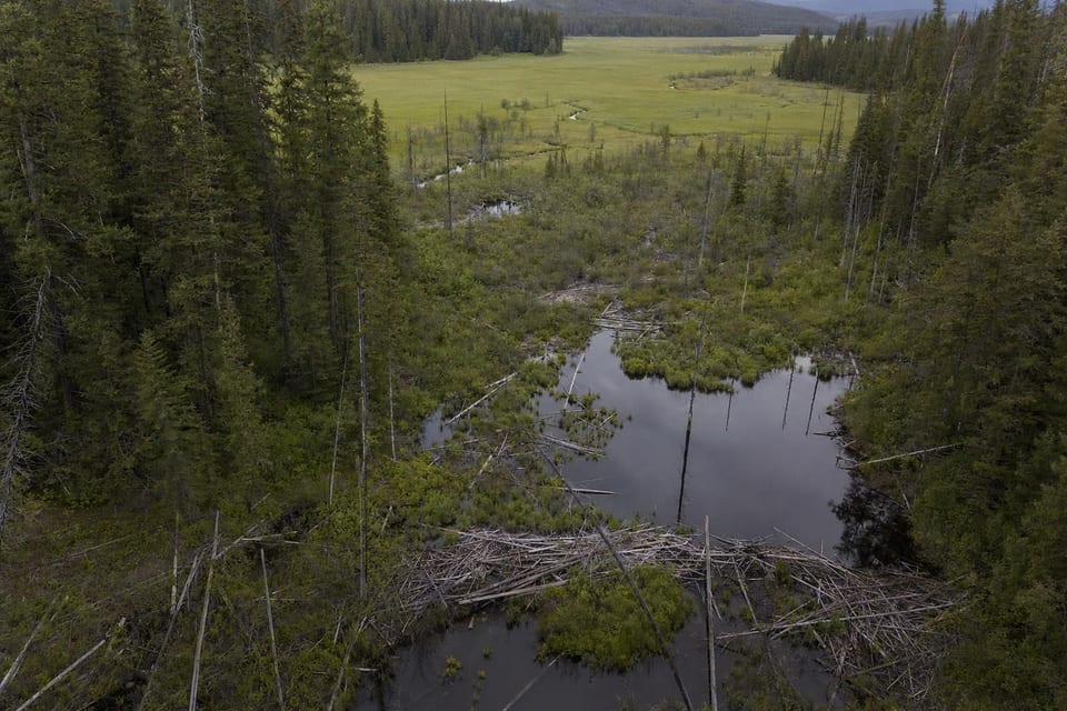 Types of ecosystems featured photo