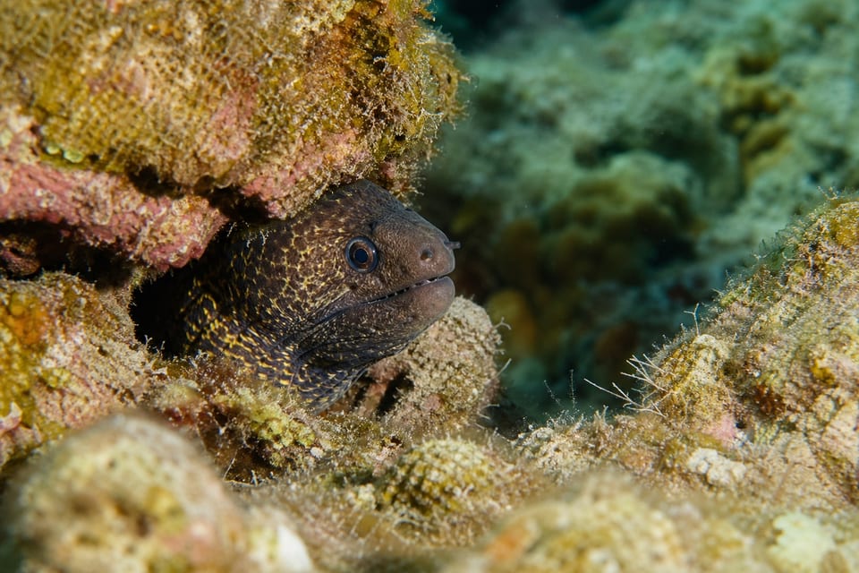 19+ Different Types of Eels: Classification, Facts, & Photos