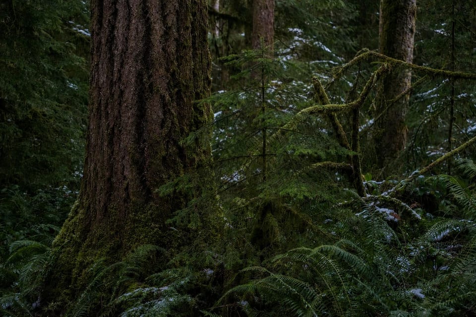 types of evergreen trees featured image