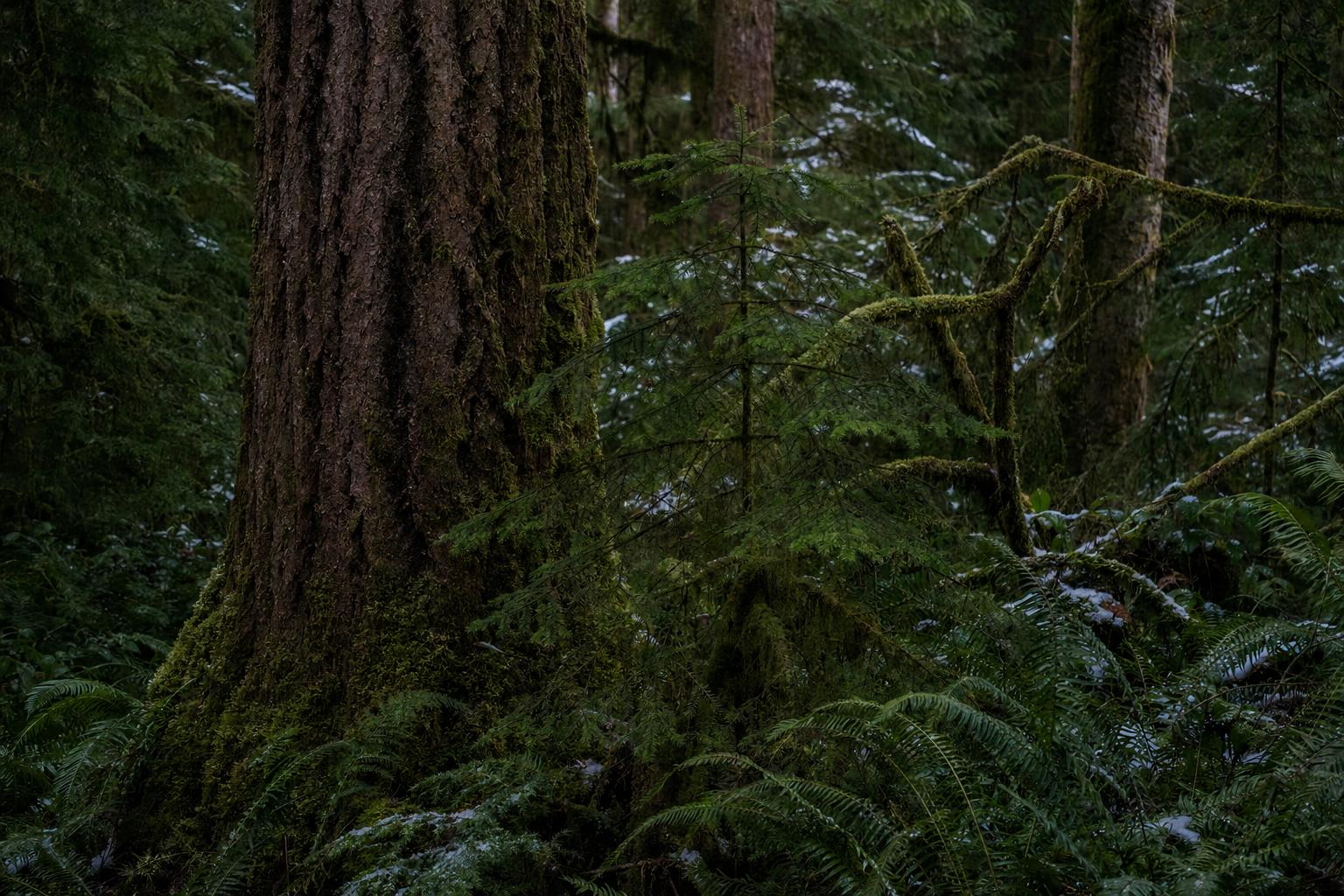 types of evergreen trees featured image