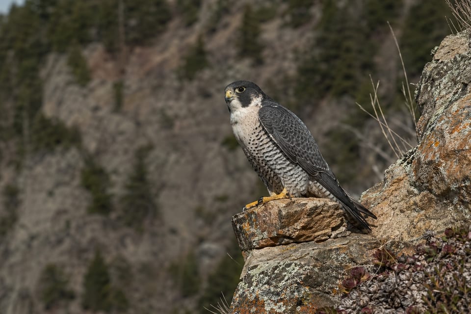 types of falcons featured photo