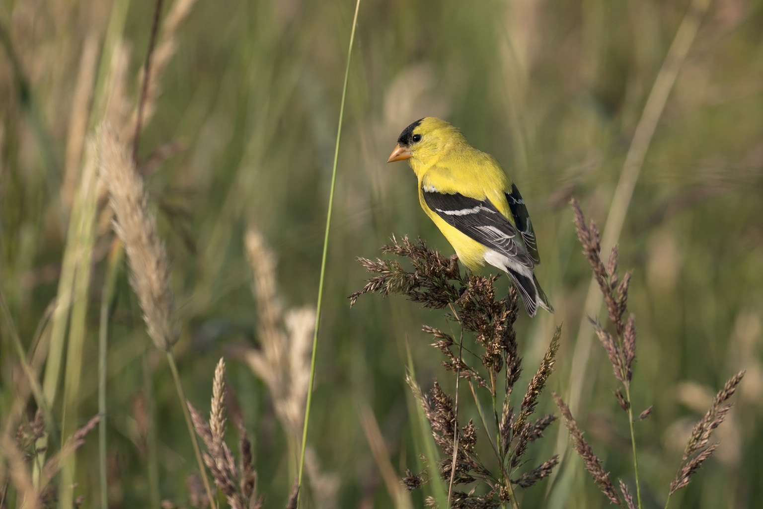 Types of finches featured image