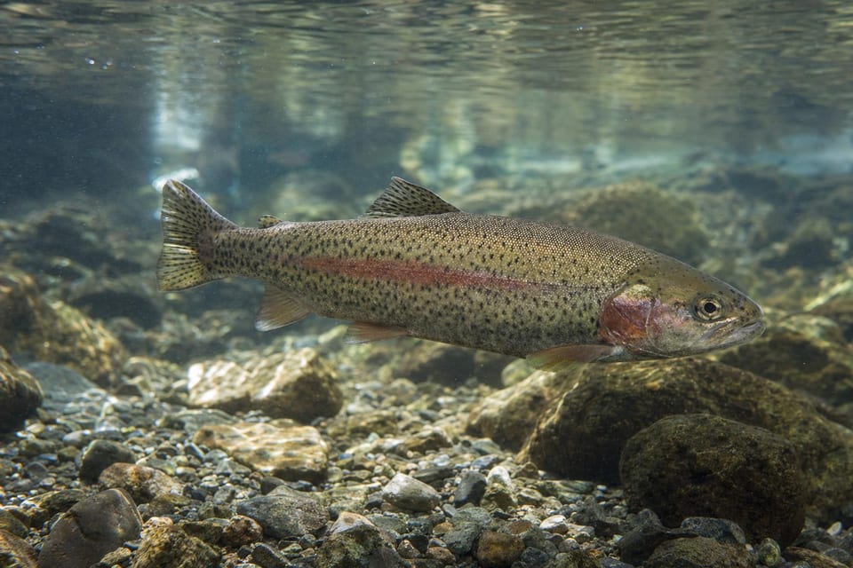 Types of fish featured image