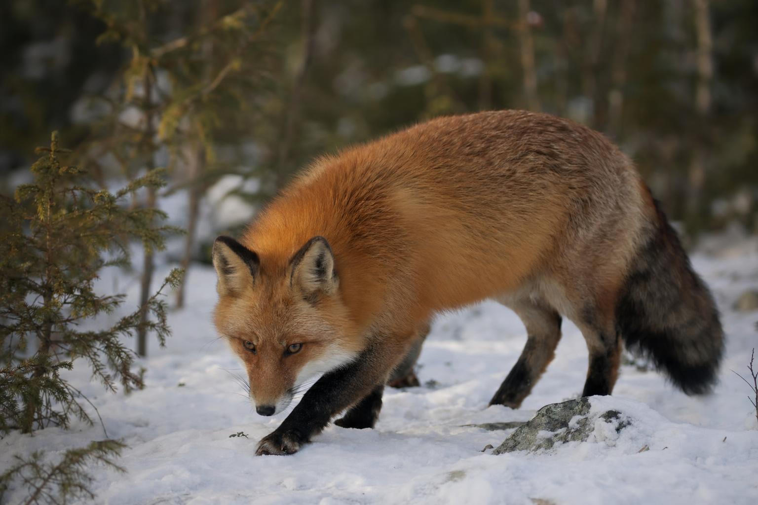 Types Of Foxes