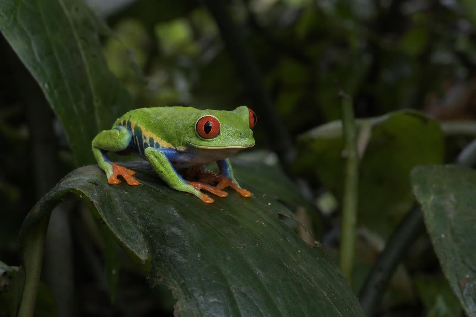 Three legged toad with gold coin