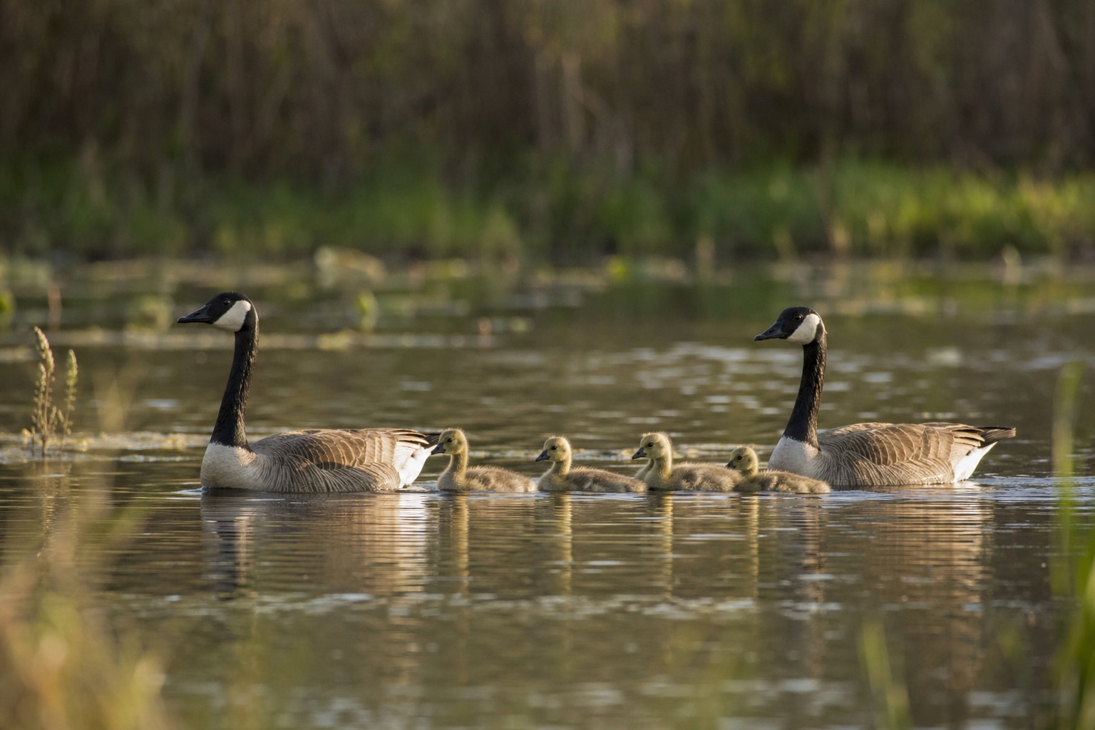 types of geese featured image