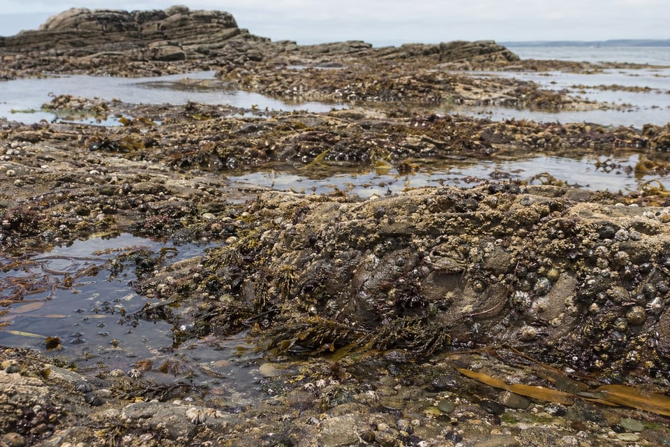 Types of habitats featured image