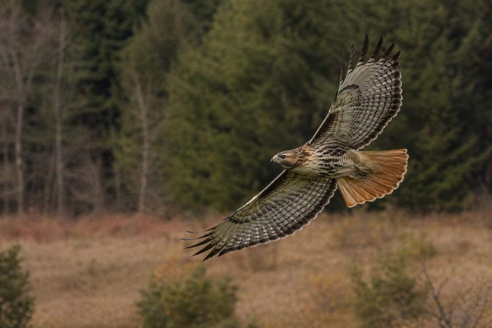 types of hawks featured photo