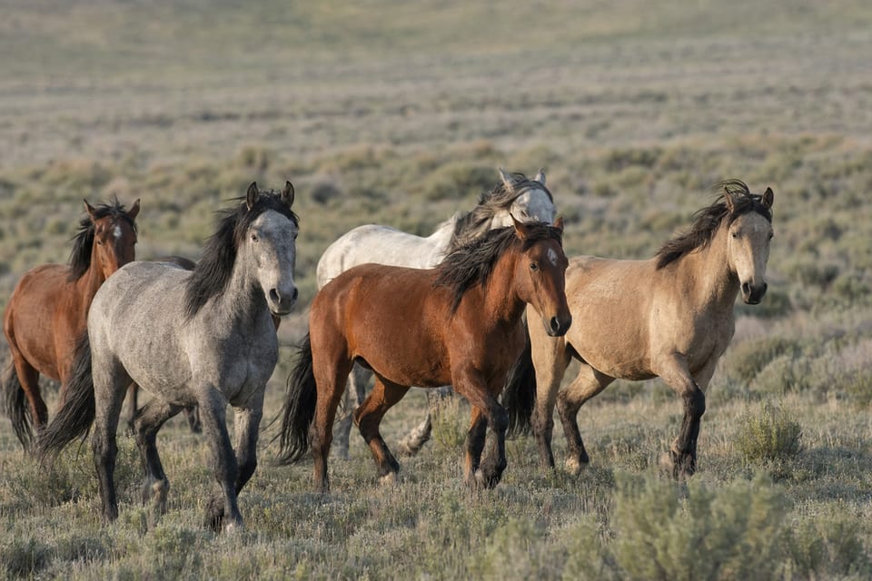 Types of horses featured image