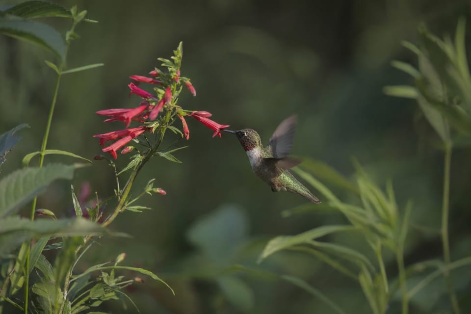 types of hummingbirds featured image