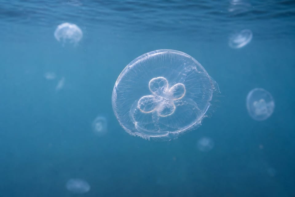 Types of jellyfish featured photo